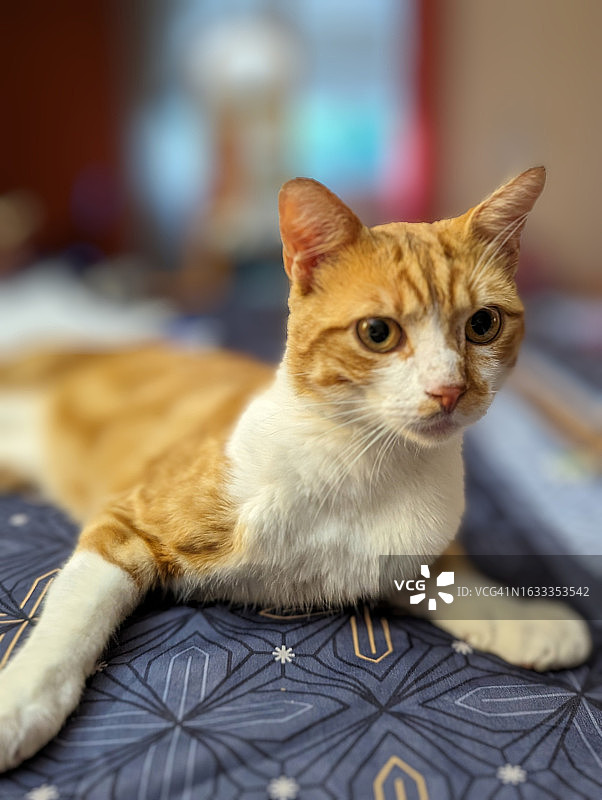 专注的姜黄色猫，动物姿态图片素材