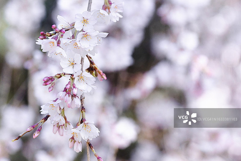 垂泪的樱花图片素材