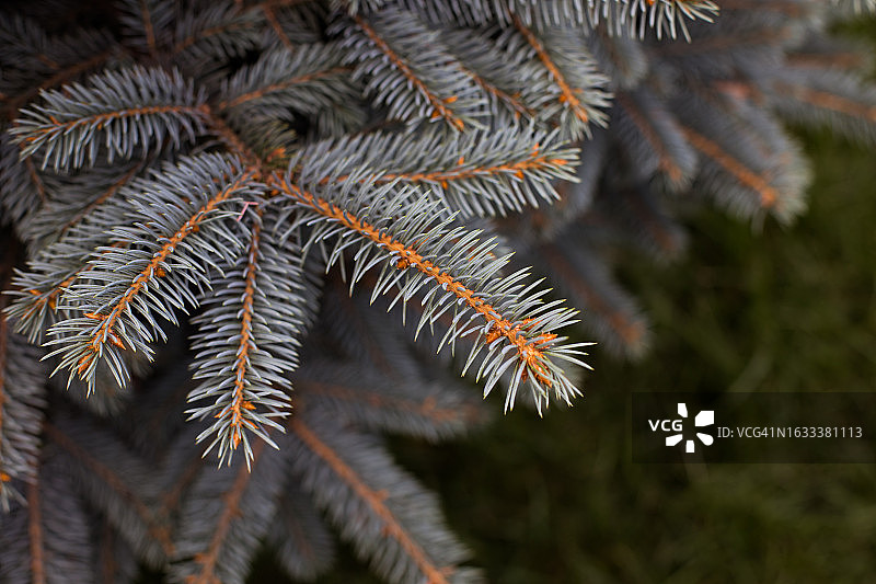 自然背景：蓝色云杉冷杉树常绿树图片素材