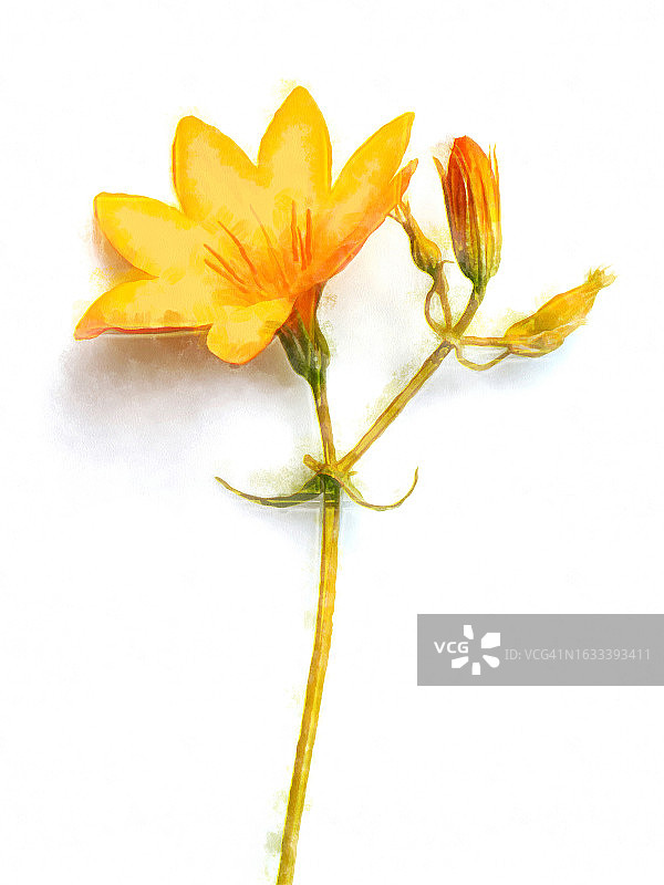 水彩画效果，白色画布上的黄色水彩花图片素材