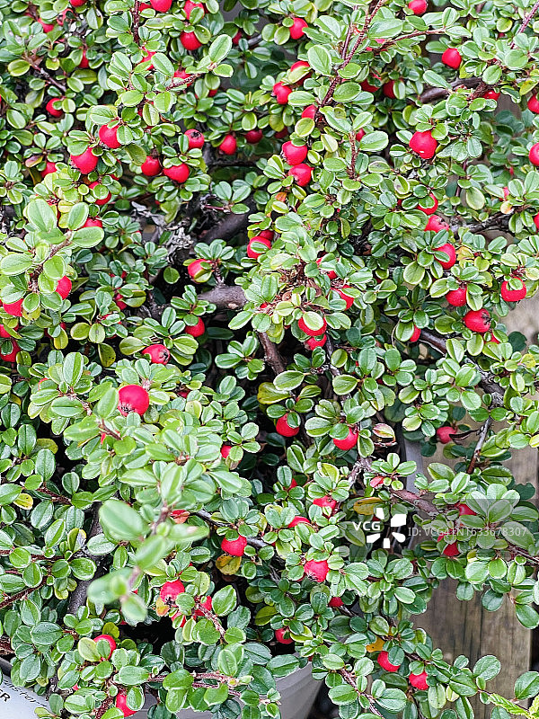 近距离观察带有果实的铺地蜈蚣图片素材