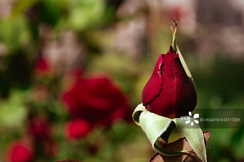 美丽的红色野玫瑰特写图片素材