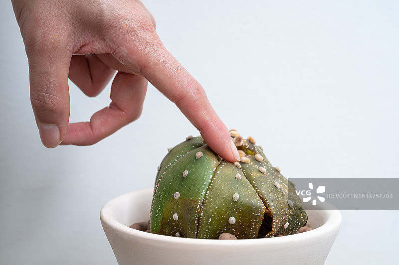 试图触摸腐烂的星状仙人掌的局部照片图片素材