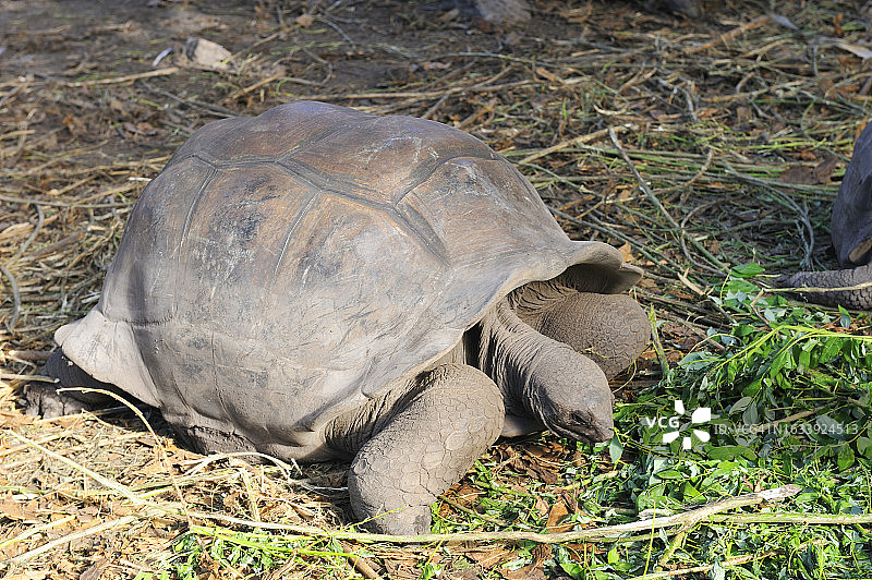 塞舌尔巨型陆龟图片素材