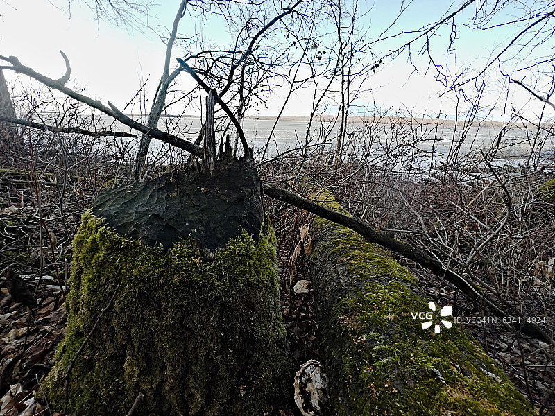 被海狸砍倒的树图片素材