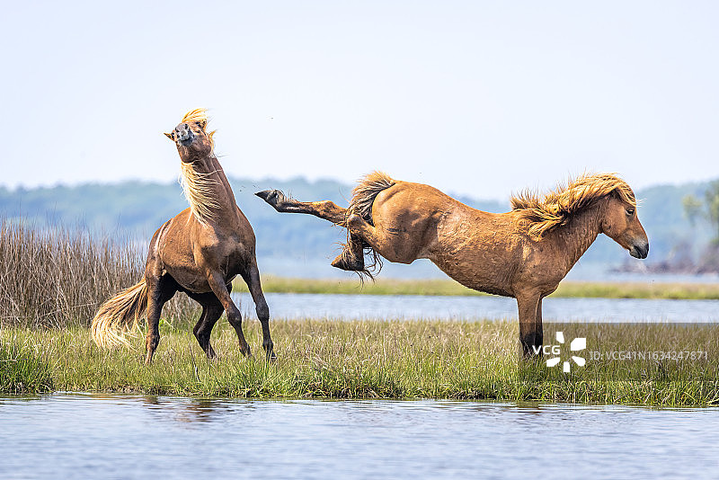 阿萨蒂格岛野马争斗图片素材