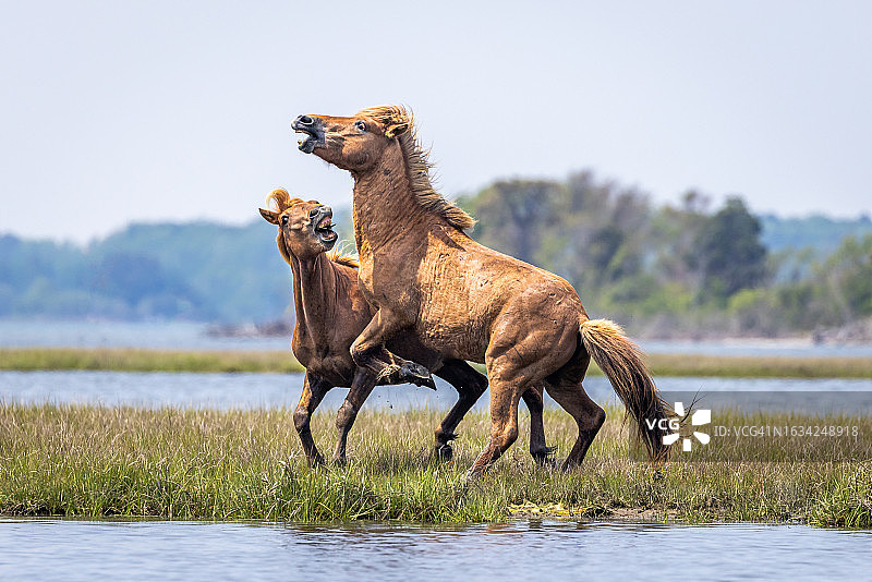 阿萨蒂格岛野马争斗图片素材