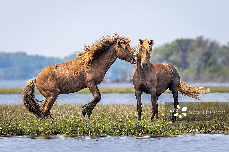 阿萨蒂格岛野马争斗图片素材