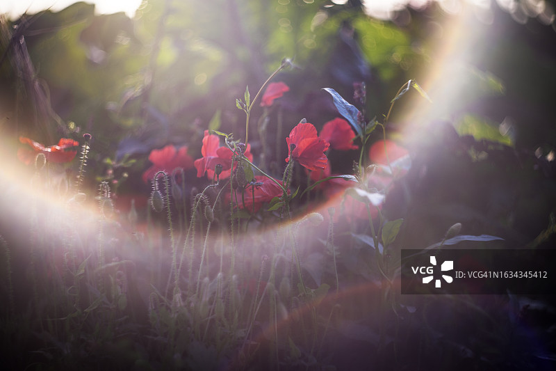 罂粟花图片素材