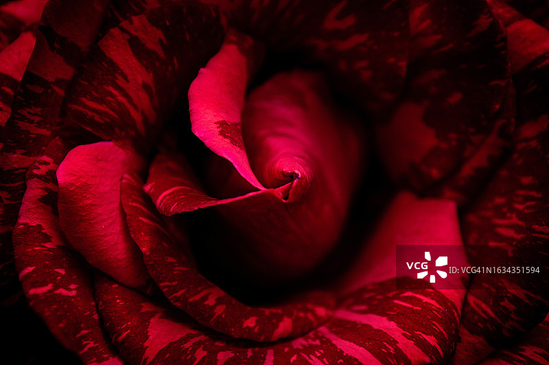 红玫瑰背景图片素材