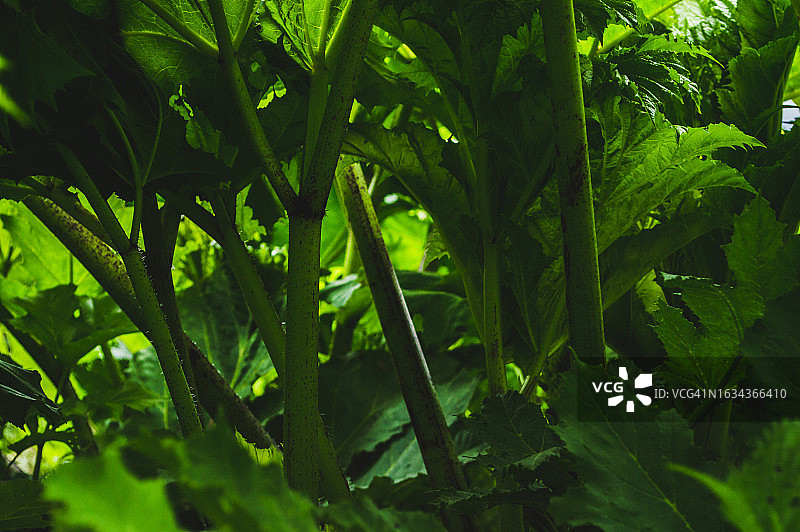 大猪草的绿叶。纹理叶子的绿色背景图片素材