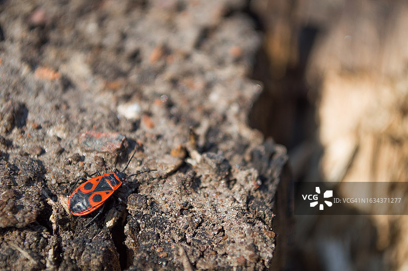 悬崖边的甲虫或红椿象图片素材