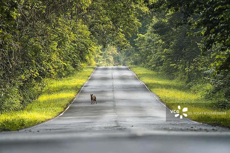 绿⾊森林中的道路，⼀只豺⽴于路中图片素材