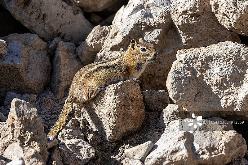 金背地松鼠图片素材