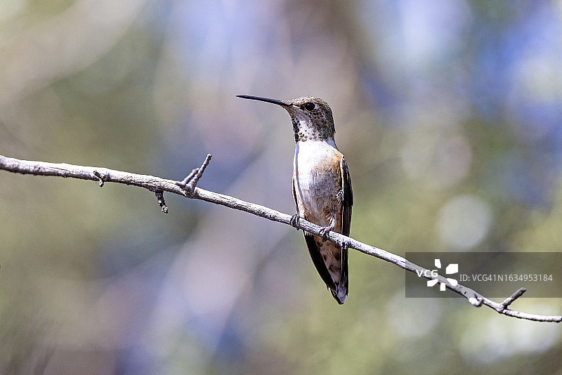 棕煌蜂鸟图片素材