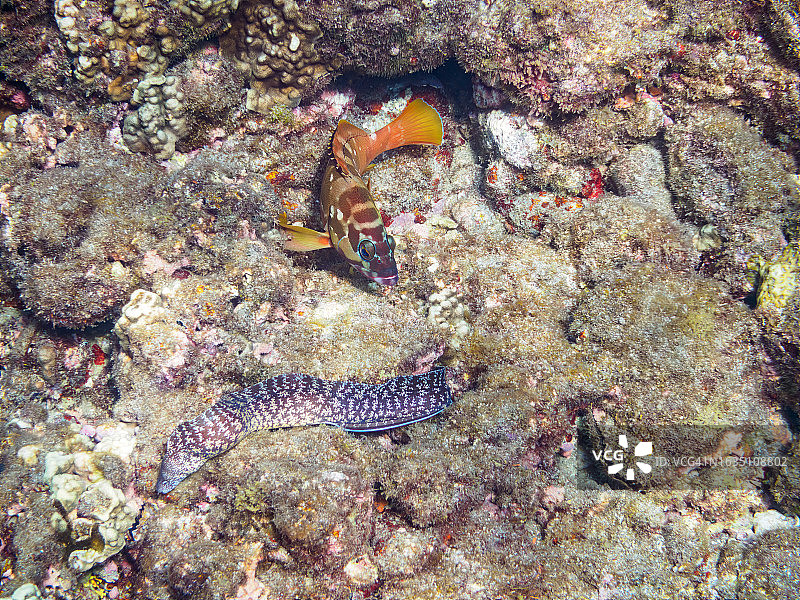 黑鳍石斑鱼和粗暴海鳗合作捕猎，日本静冈县伊豆半岛图片素材