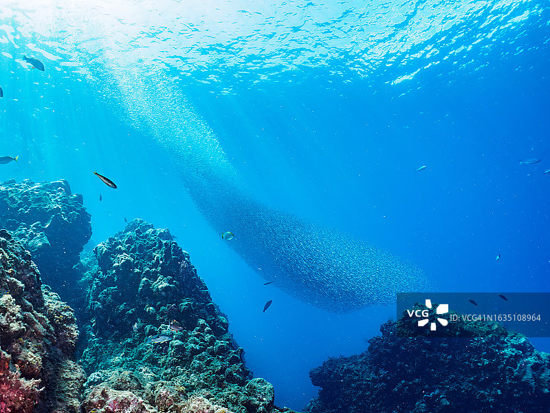 一群强壮的舵鲣攻击大群银带鲱图片素材