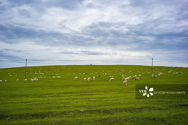 中国内蒙古呼伦贝尔草原牧场的绵羊图片素材
