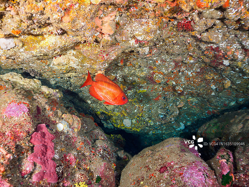 水下洞穴中美丽的大眼鱼图片素材