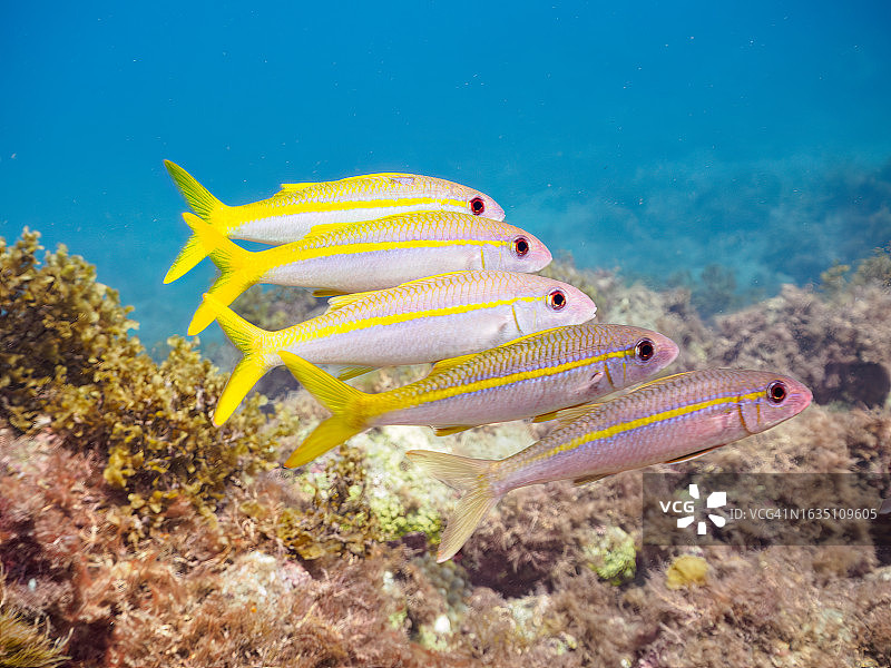 美丽的黄鳍山羊鱼群，摄于日本静冈县伊豆半岛水下图片素材