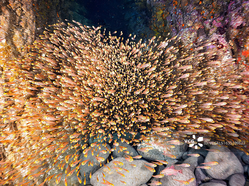 日本静冈县伊豆半岛水下洞穴中的一群豆丁鱼图片素材