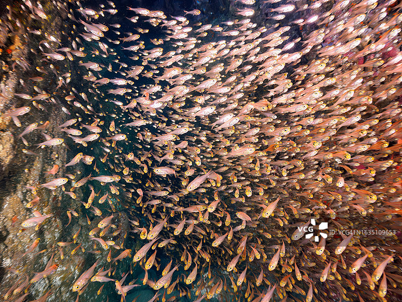 日本静冈县伊豆半岛水下洞穴中的一群豆丁鱼图片素材