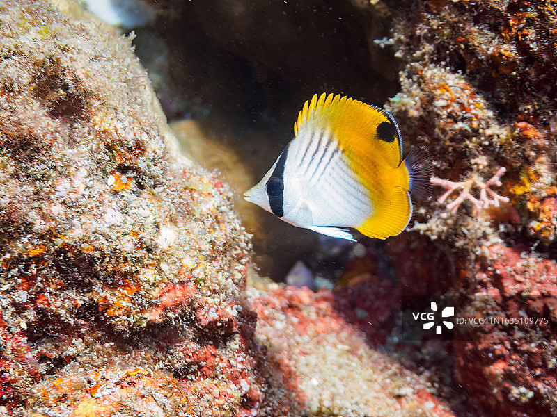 可爱的丝蝴蝶鱼、橙点刺尾鱼、双斑刺尾鱼幼鱼。日本静冈县伊豆半岛图片素材