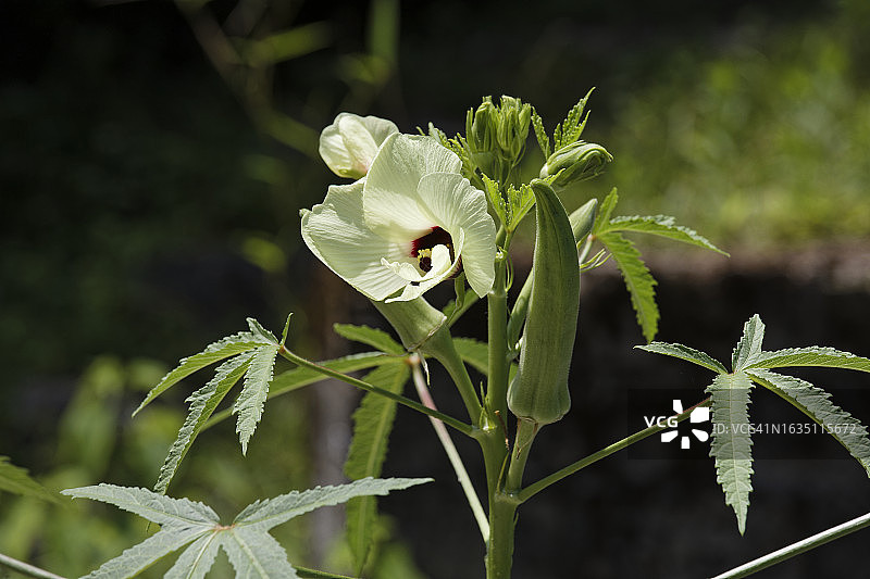 秋葵花开（又名：黄秋葵和羊角豆）图片素材
