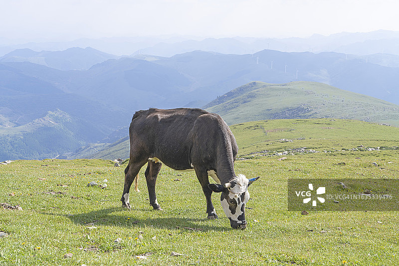 高山草原牛群图片素材