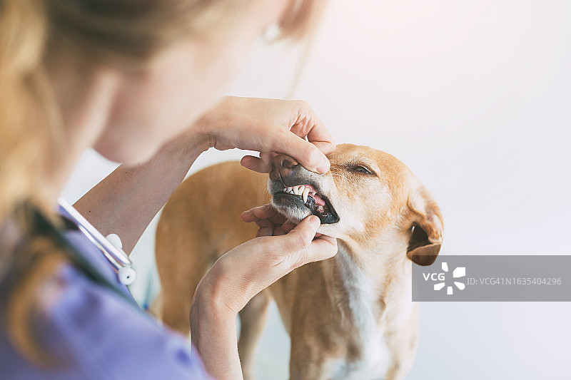 兽医检查狗的牙齿图片素材