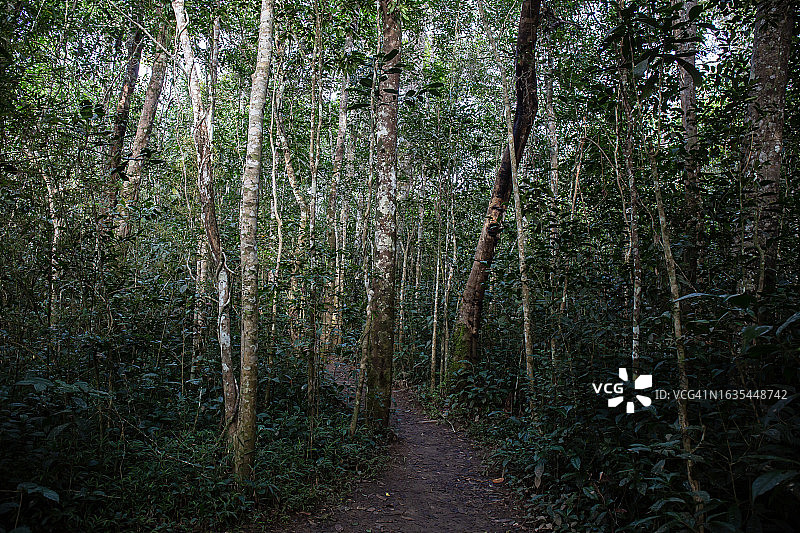安达西贝国家公园热带雨林图片素材