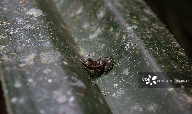 马岛蛙图片素材