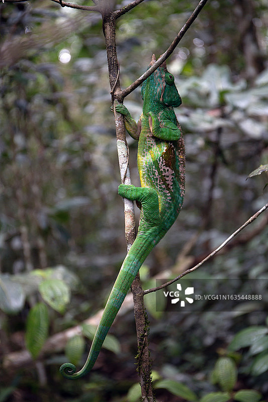 帕森氏变色龙图片素材