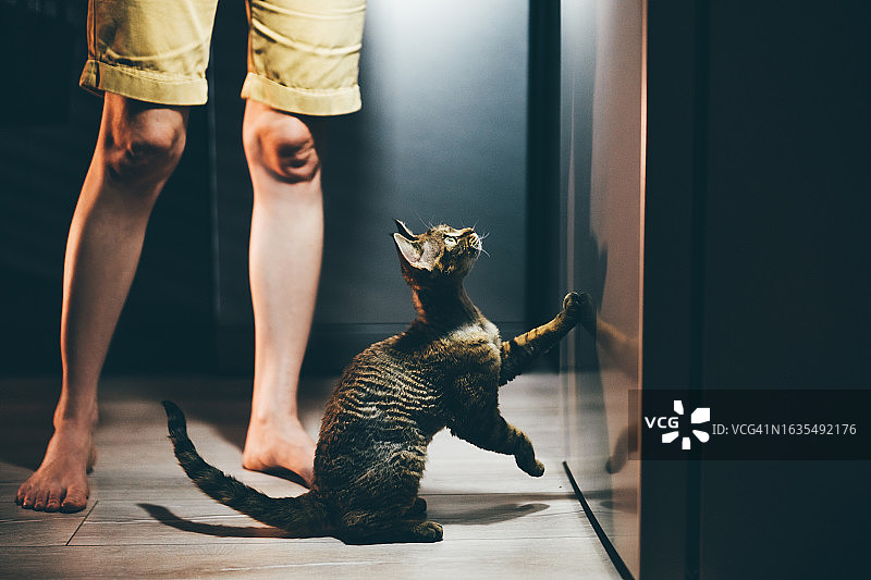 午夜零食：女人和好奇的猫在冰箱里图片素材