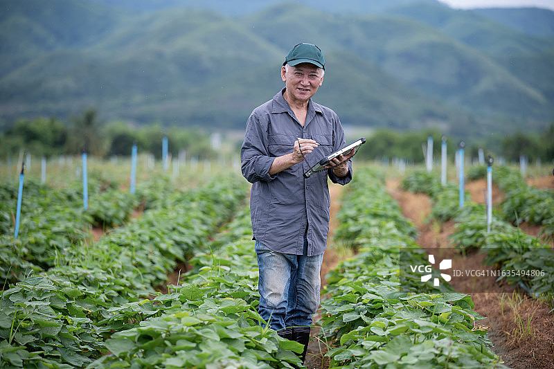 可持续农业，保障农民的高品质生活：一位年长的日本农民使用平板电脑监测田间甘薯的生长情况图片素材