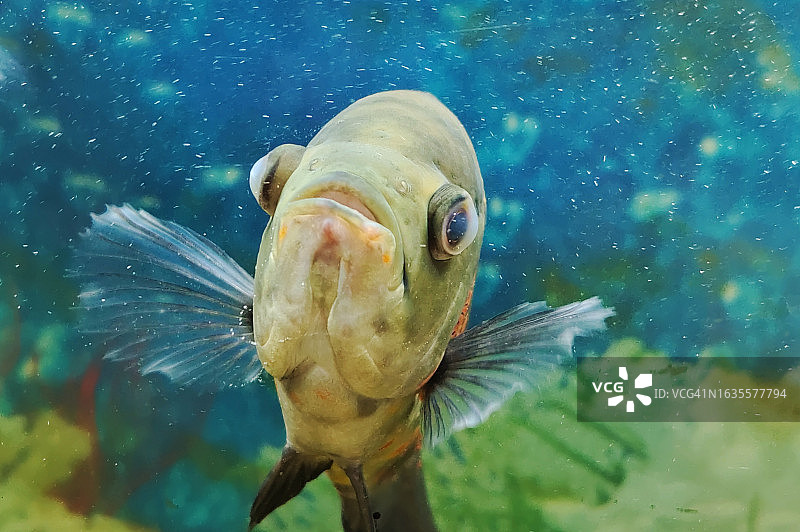 色彩斑斓的观赏鱼特写图片素材