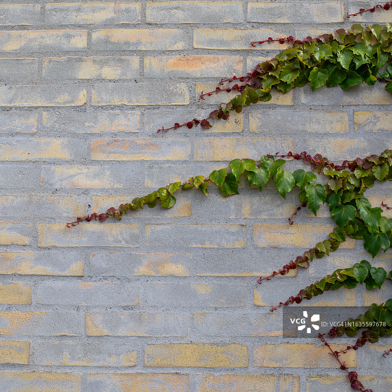 砖墙上的常春藤图案图片素材