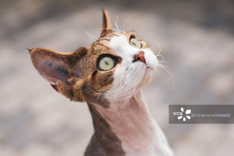 哥本哈根猫咪写真图片素材