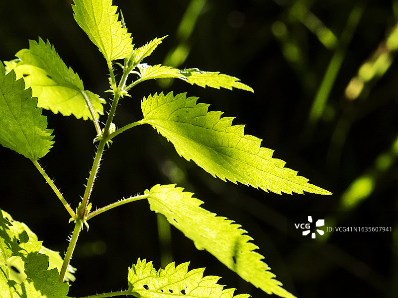 英国湖区安布尔赛德的逆光荨麻植物图片素材