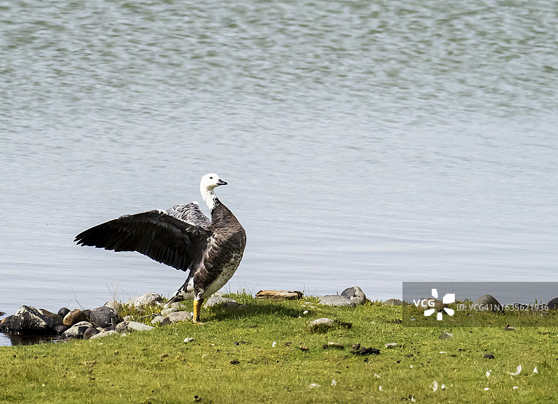 在英国坎布里亚郡瓦尔内岛上的黑雁图片素材