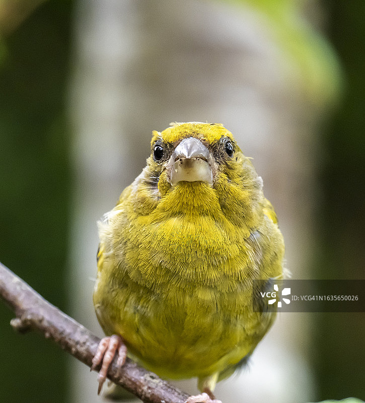 英国湖区，换羽的雄性绿雀图片素材