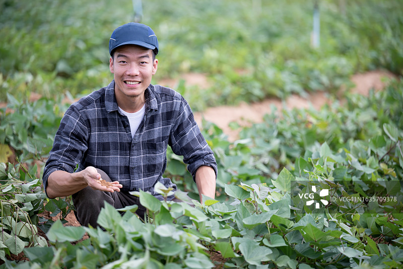 让农业更可持续以支持食品安全：日本农民跪在红薯田中检查土壤健康图片素材