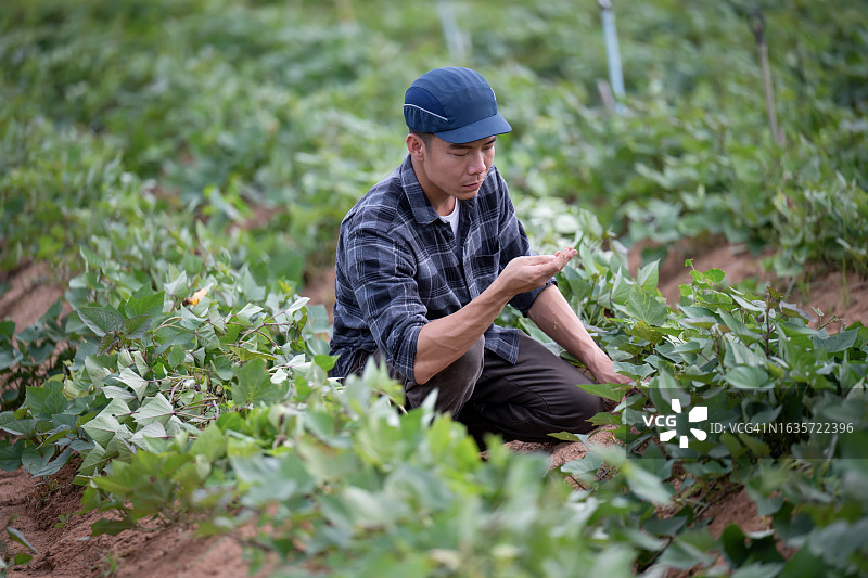 土壤和水的可持续性可提高营养，改善作物产量并确保良好的块茎品质。一位日本男农民跪在一排红薯上，检查农场的土壤健康状况，高角度拍摄。图片素材