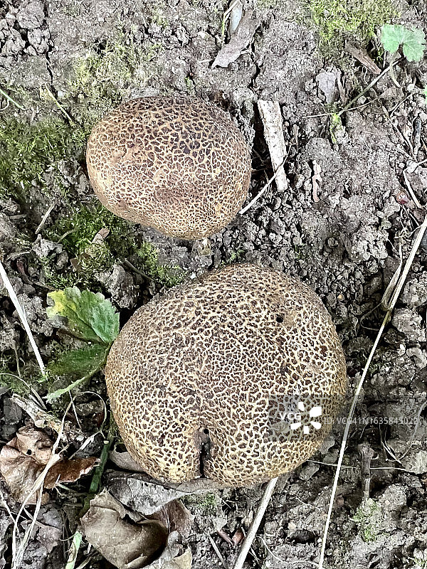 林地地面上的豹纹地星菌图片素材
