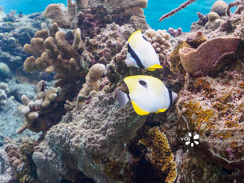 日本冲绳县座间味岛：美丽的滴泪蝴蝶鱼和珊瑚礁图片素材