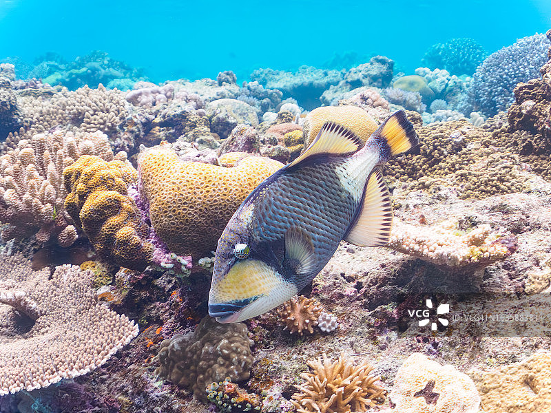珊瑚礁中的横带髭鲷，日本冲绳座间味岛图片素材