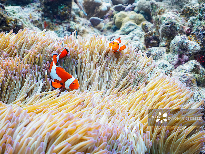 可爱的一家眼斑海葵鱼和美丽的海葵以及其他生物在美丽的珊瑚礁中,日本冲绳岛志摩尻郡座间味村卧蛇岛海滩,拍摄于2022年11月23日,水下摄影图片素材