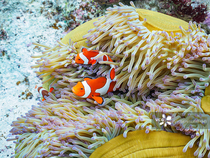 可爱的一家眼斑海葵鱼和美丽的海葵以及其他生物在美丽的珊瑚礁中,日本冲绳岛志摩尻郡座间味村卧蛇岛海滩,拍摄于2022年11月23日,水下摄影图片素材