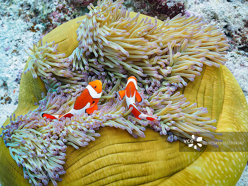 可爱的一家眼斑海葵鱼和美丽的海葵以及其他生物在美丽的珊瑚礁中,日本冲绳岛志摩尻郡座间味村卧蛇岛海滩,拍摄于2022年11月23日,水下摄影图片素材