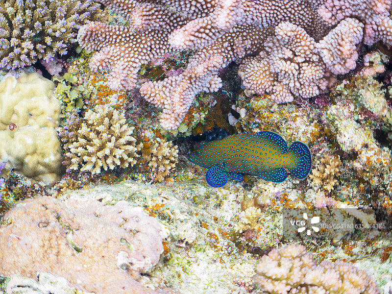 美丽的孔雀石斑鱼和珊瑚礁，日本冲绳县座间味岛图片素材